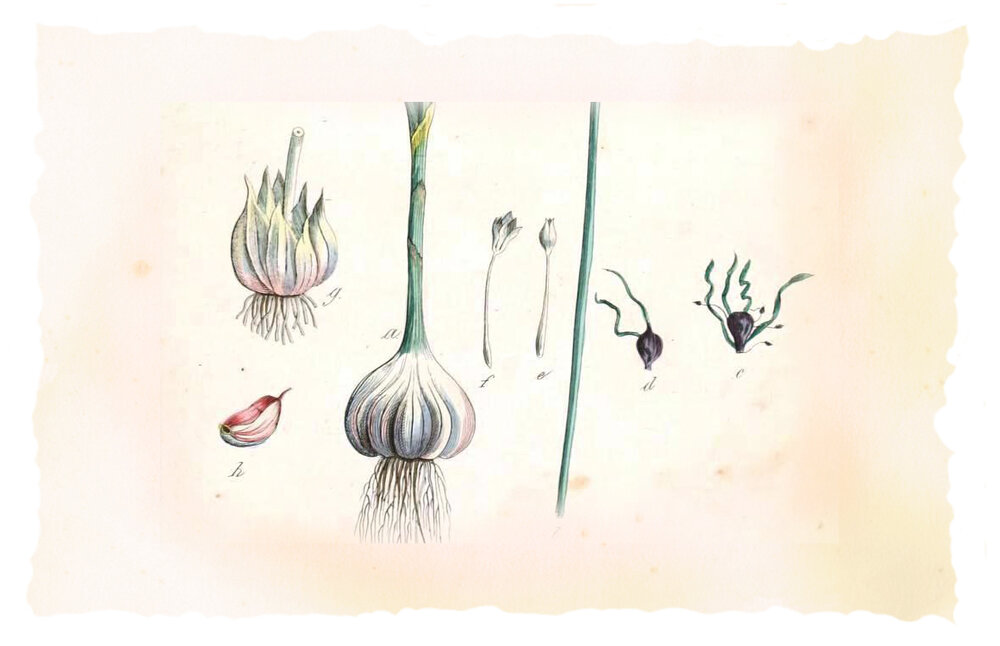 Botanical garlic (Source: K.K. Österr. Landes-Pharmacopöe vom Jahre 1836)